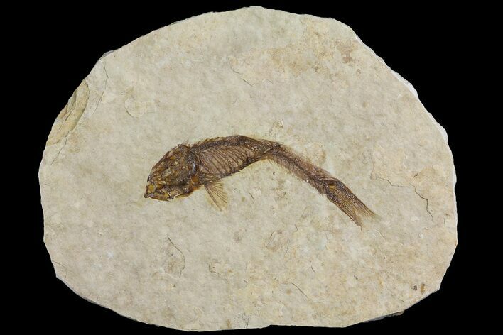 Fossil Fish (Knightia) With Floating Frame Case #181675